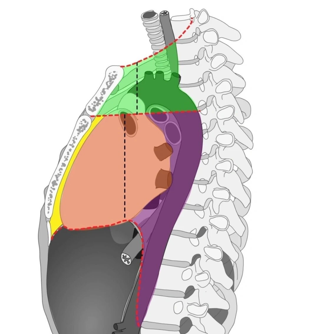 纵膈解剖分区 共9个区