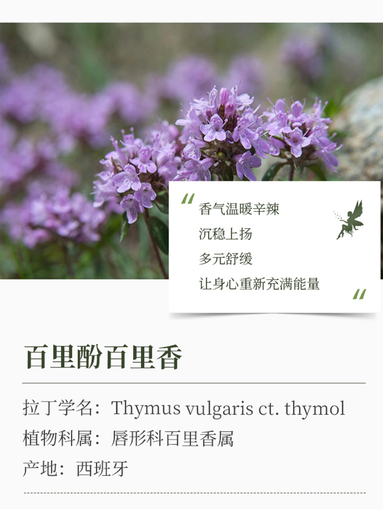 thyme图片