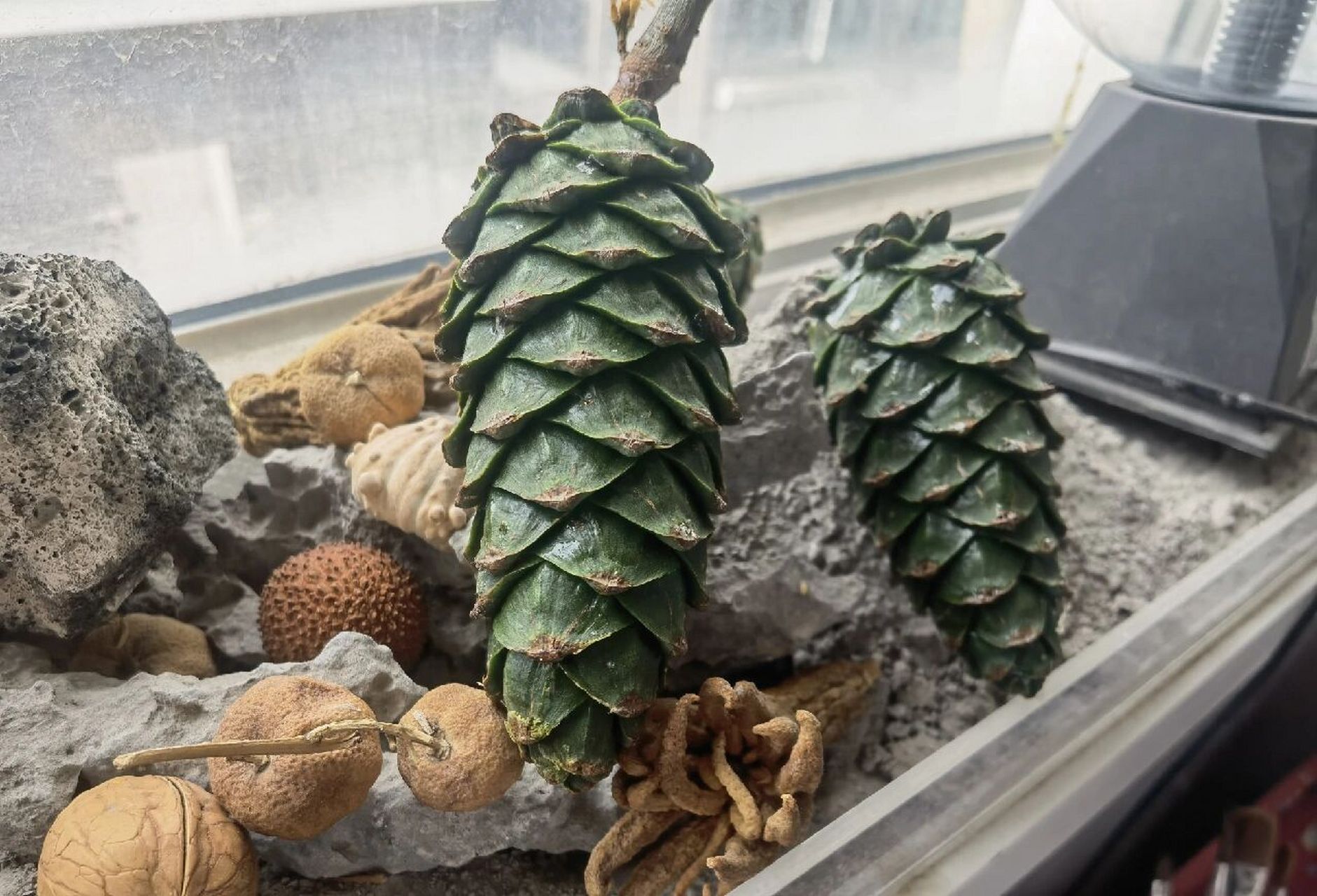 这大松塔太漂亮了 很棒的绘画素材哦