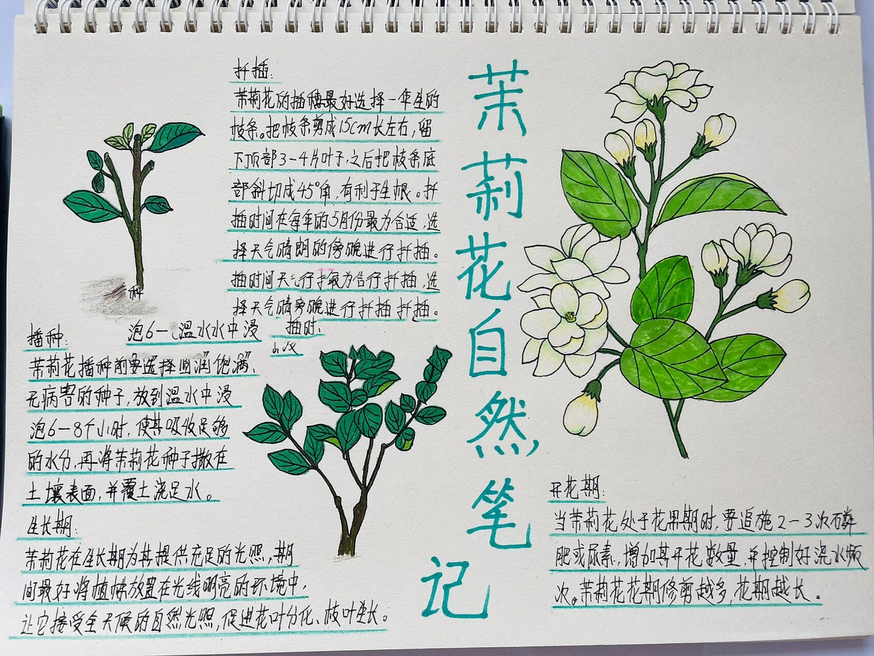 茉莉花记录卡图片图片