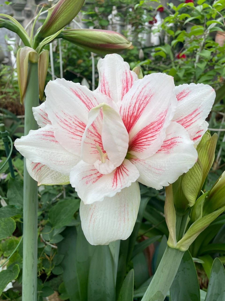 朱顶红水彩画和仙女 我18年在虹越选朱顶红的时候没有看上仙女,那是