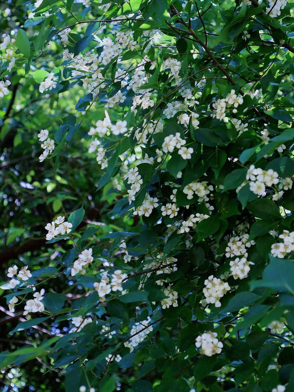小叶石楠合集,可可爱爱 小叶石楠又名山红子,四季常青,花白色,结橘