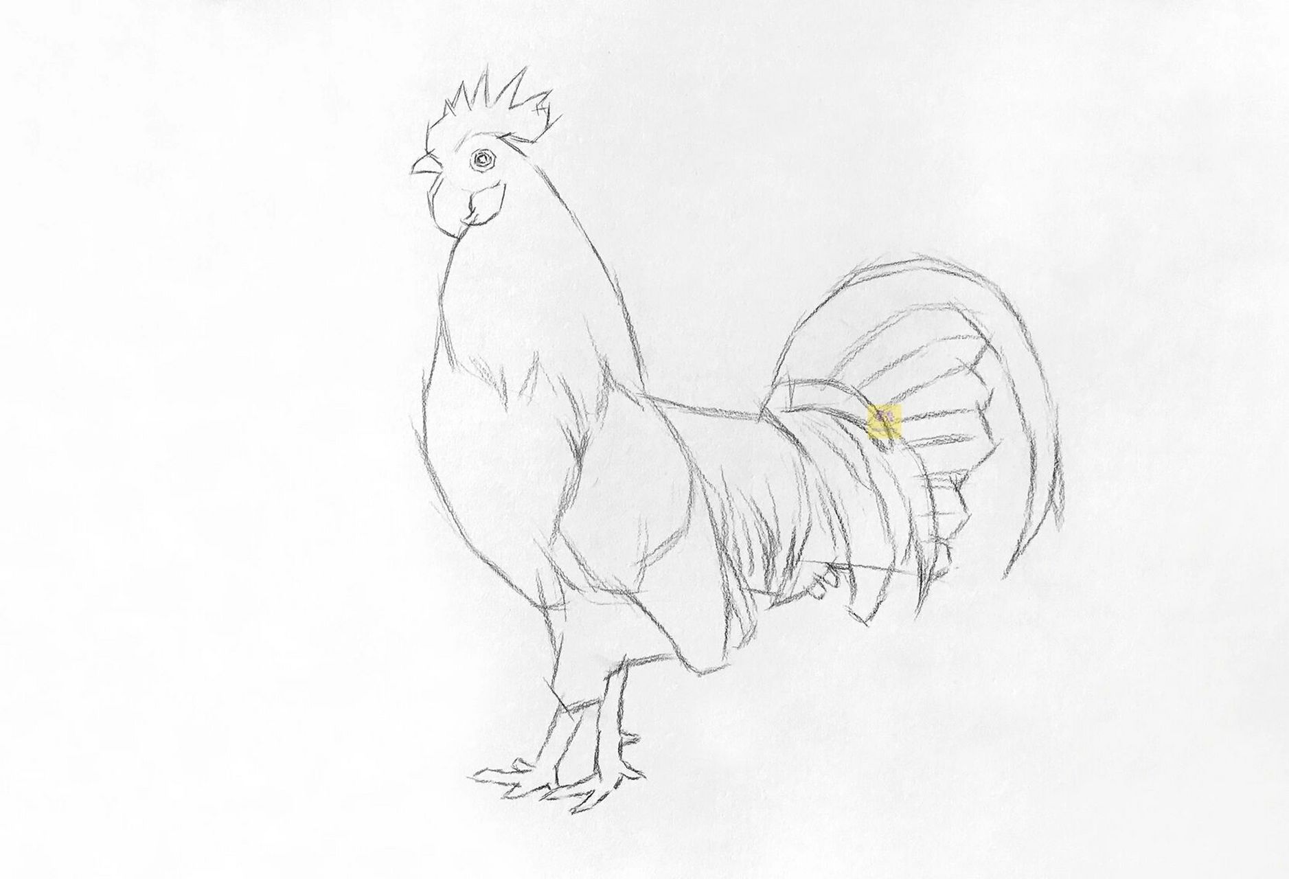 素描动物公鸡绘画步骤 素描动物大公鸡绘画