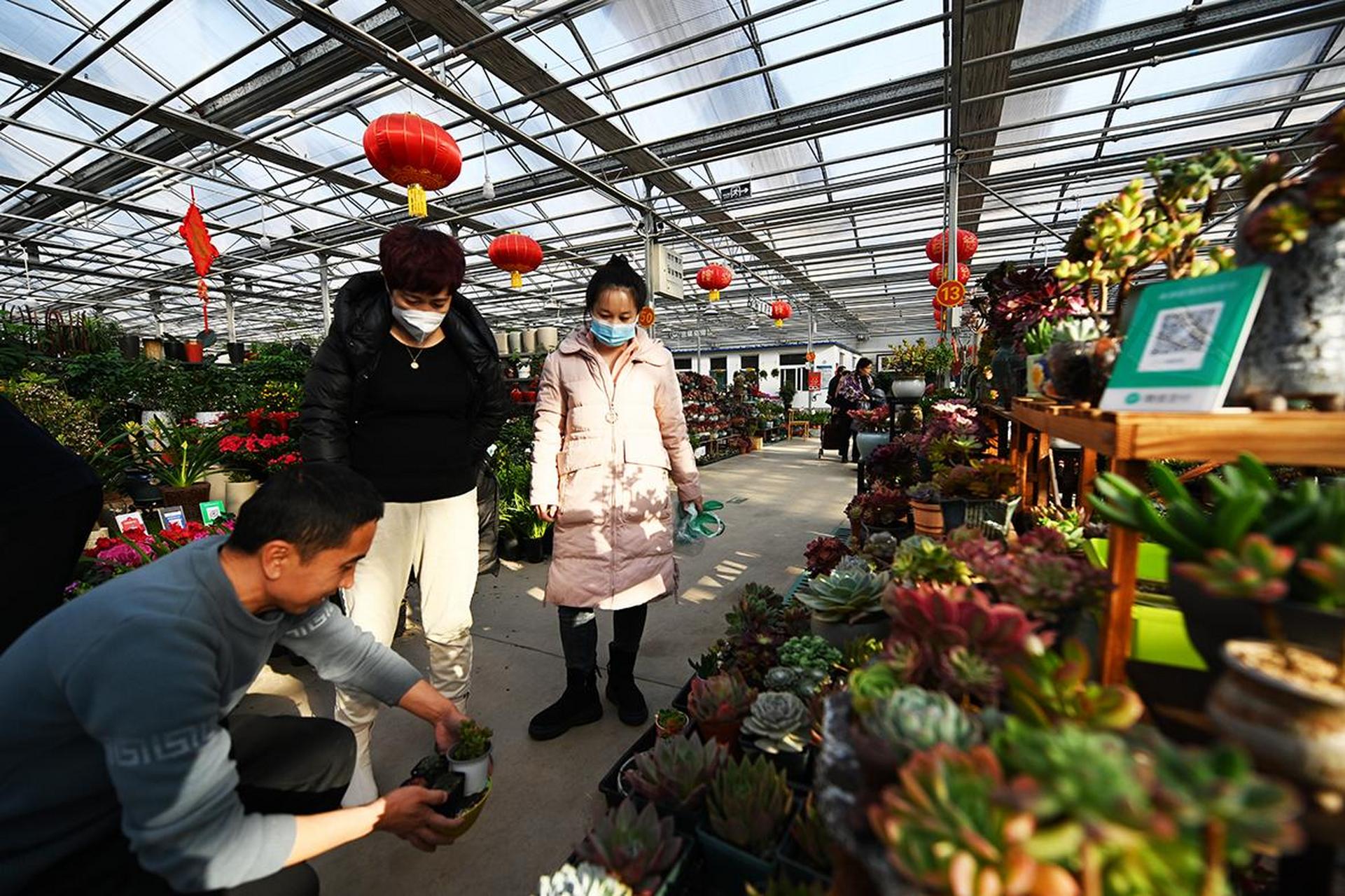 太原杨家峪花卉市场图片