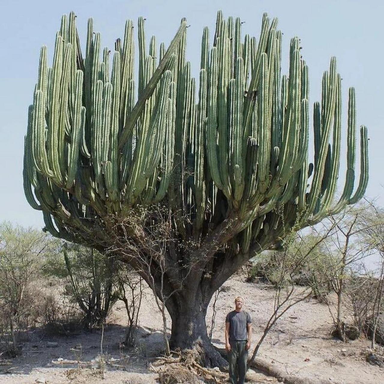 世界最大的仙人掌之一-武伦柱 这种仙人掌可以活200多年,以其巨大的