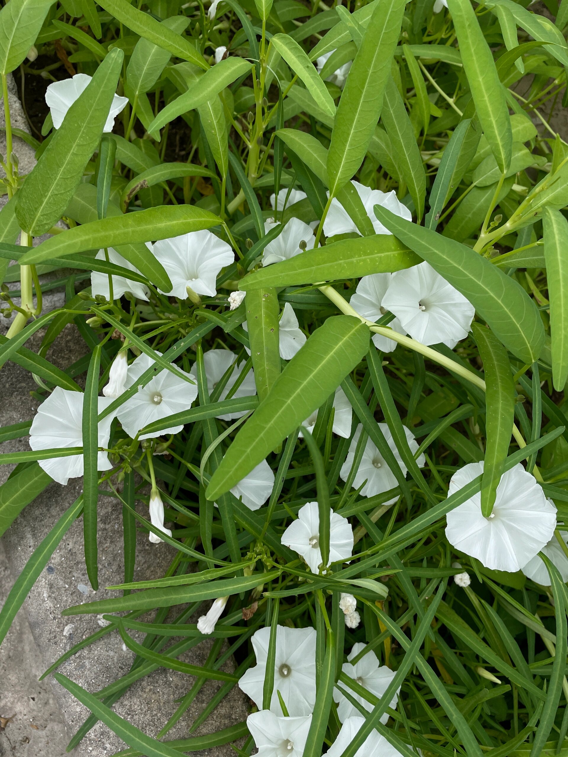 你第一眼看到的是白色牵牛花么