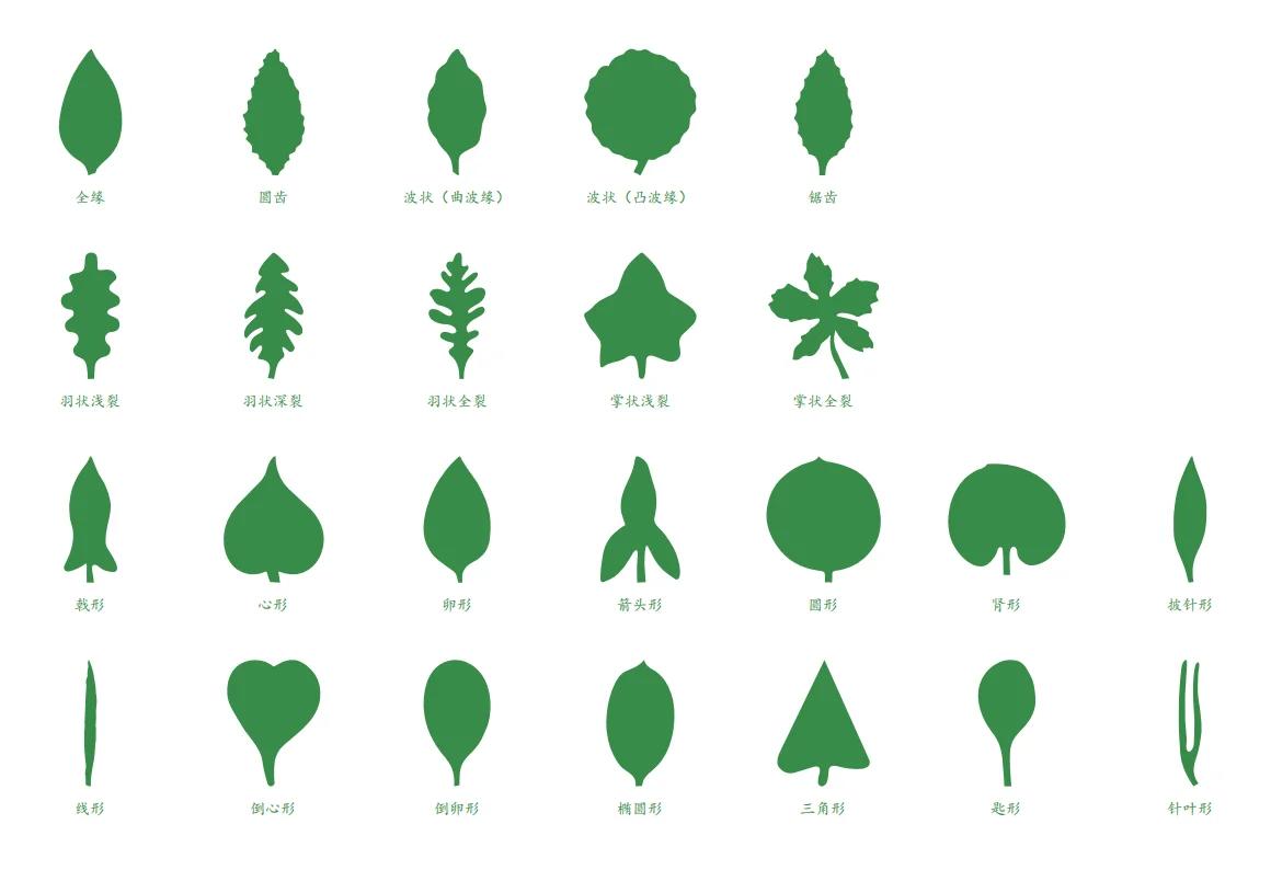 蒙氏文化区教具(植物区)   叶形嵌板橱 95叶形图橱 三层抽屉的柜子