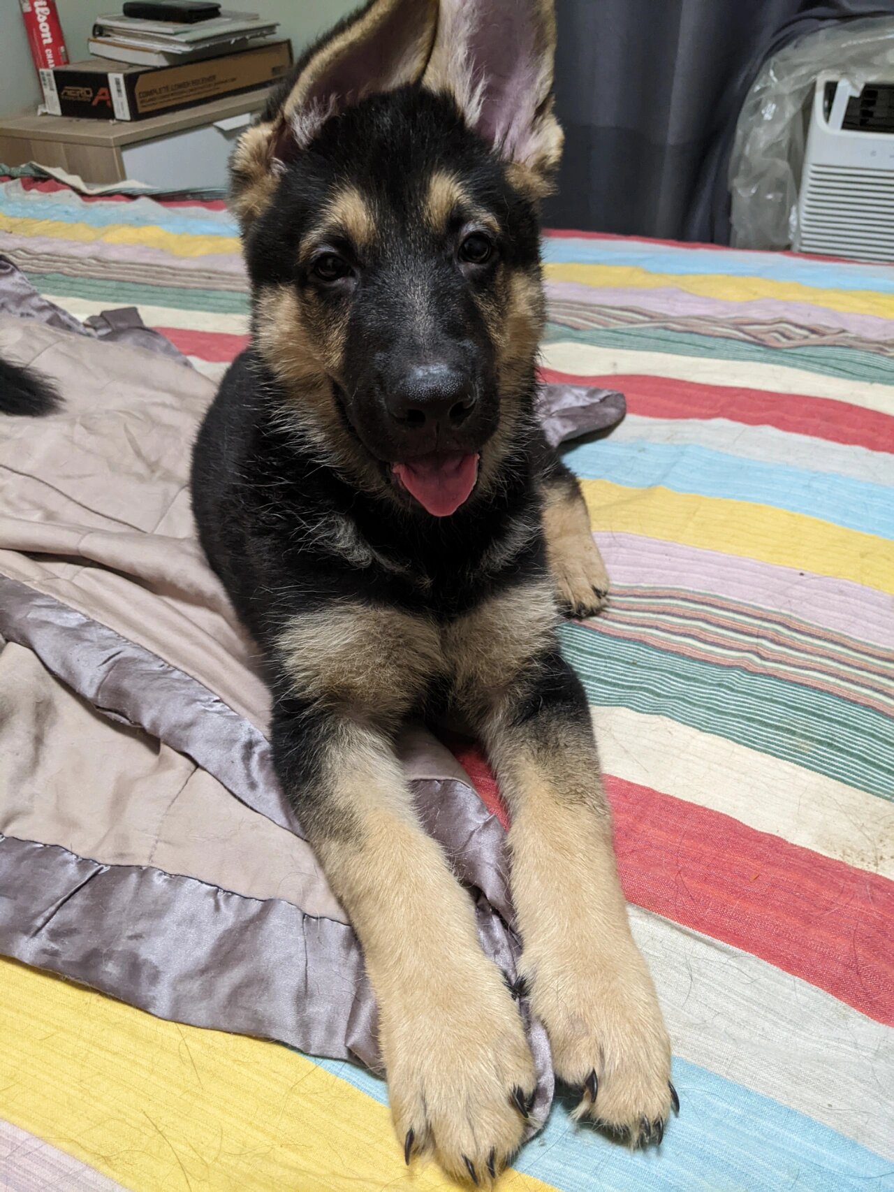 出售德国黑背幼犬 出售两只两个月大的纯种德牧幼犬,都是公的,还未