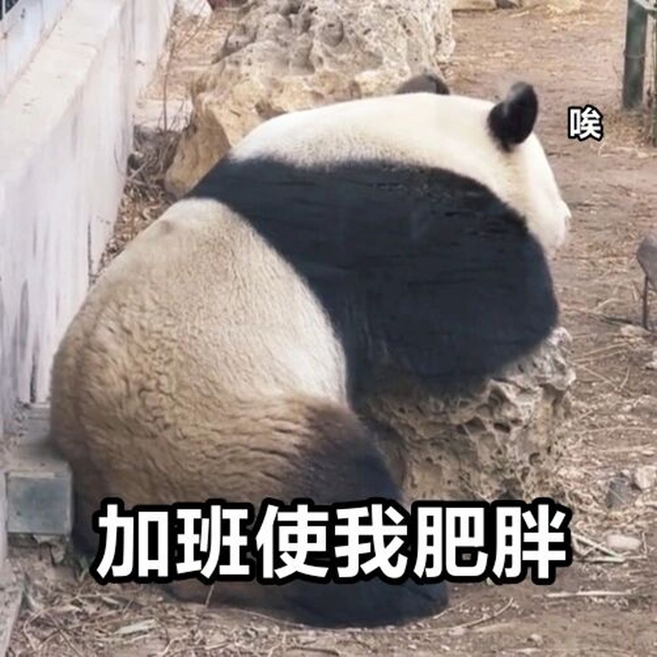 萌兰表情包之加班使我肥胖 博主最近一直加班,没时间刷,今晚我会一一