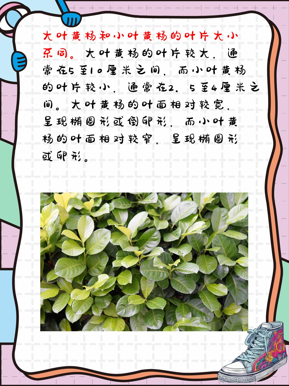 大叶黄杨和小叶黄杨的区别