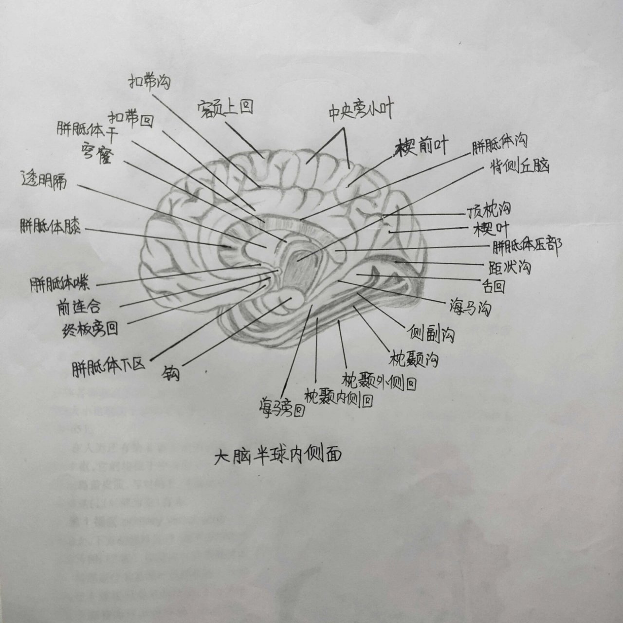 大脑半球内侧面,左侧大脑半球的语言中枢