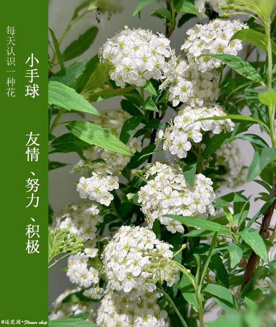每天认识一种花 | 小手球 98小手球 98别名:柳叶绣线菊,蚂蝗草