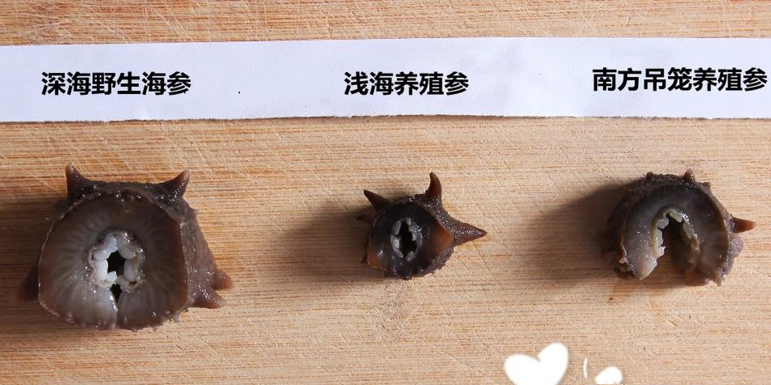 一分钟学会辨别真假野生海参 从参刺上看,野生海参背部和两侧的刺都是