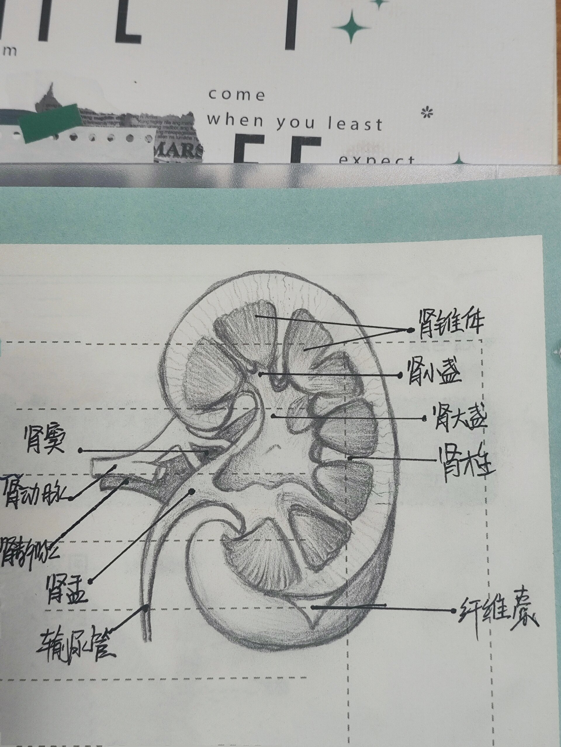 肾的解剖图