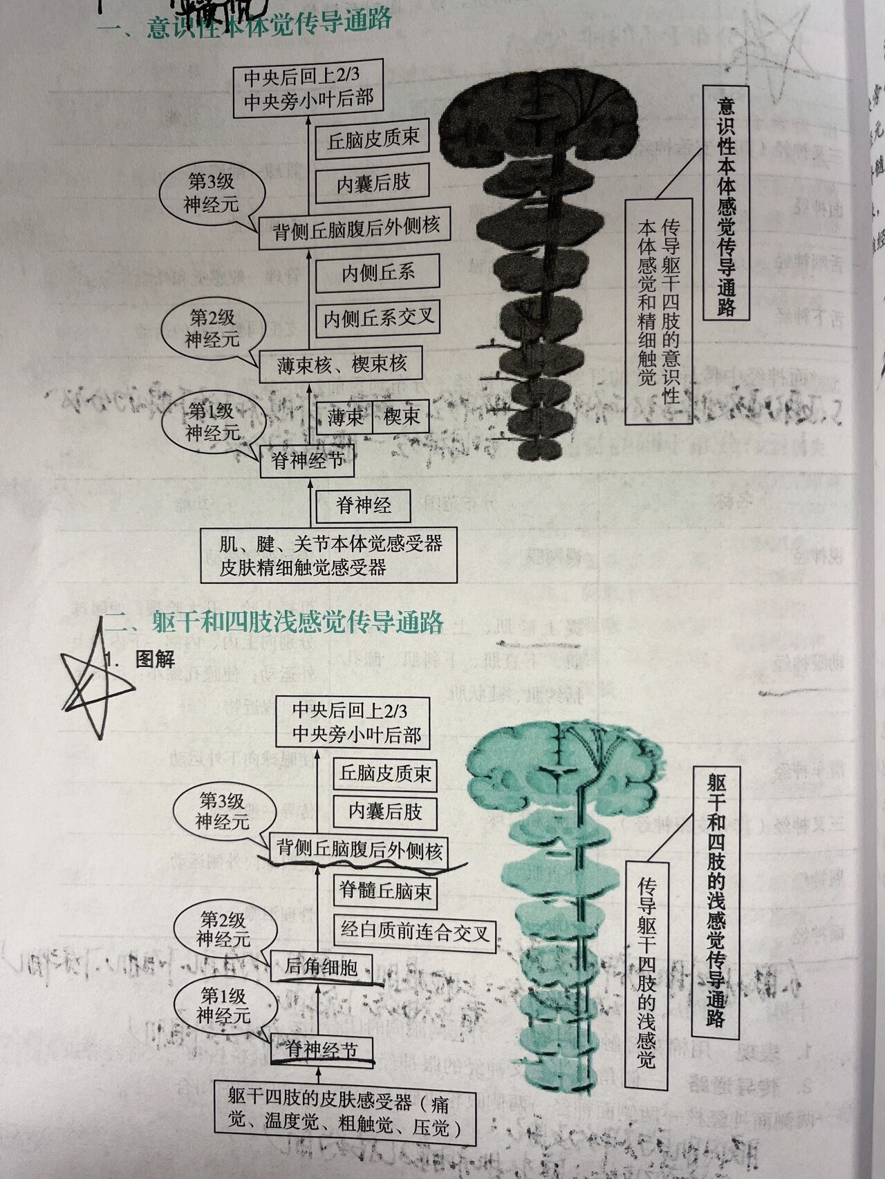 神经传导途径图图片