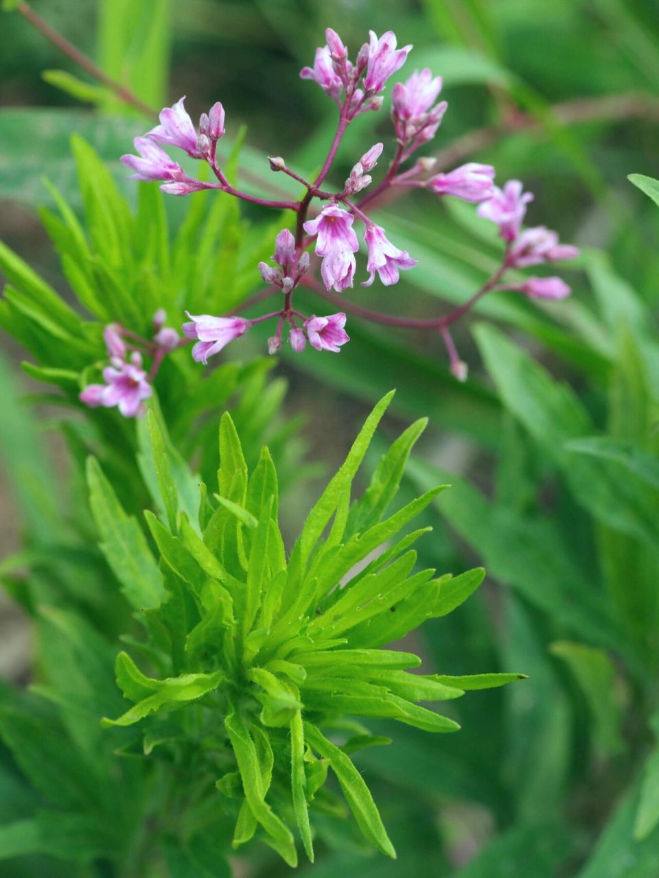 夏日植物|神奇植物罗布麻|秦皇岛植物 拍摄时间:6月底至8月初 拍摄