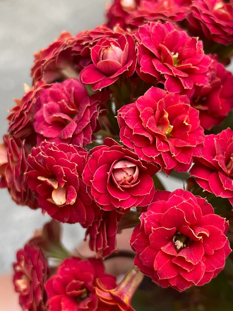 长寿花:火狐狸.(火焰红丝绒)