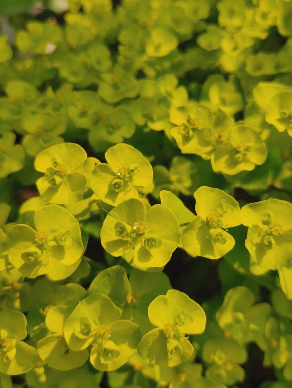 小猫眼草太可爱了 春天的泽漆金灿灿的太耀眼了,花园里的补光神器