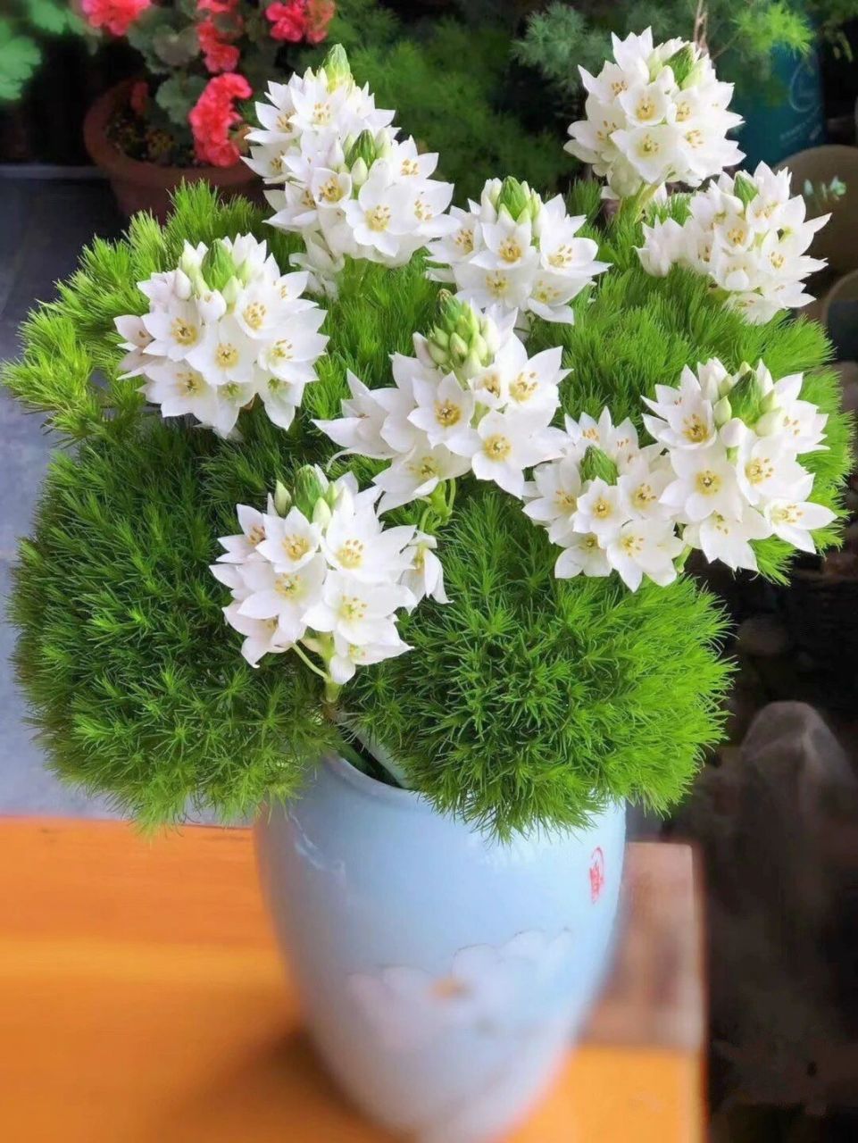 每日识花day5雀梅又名"海葱""圣心百合"    93雀梅是虎眼万年青科的