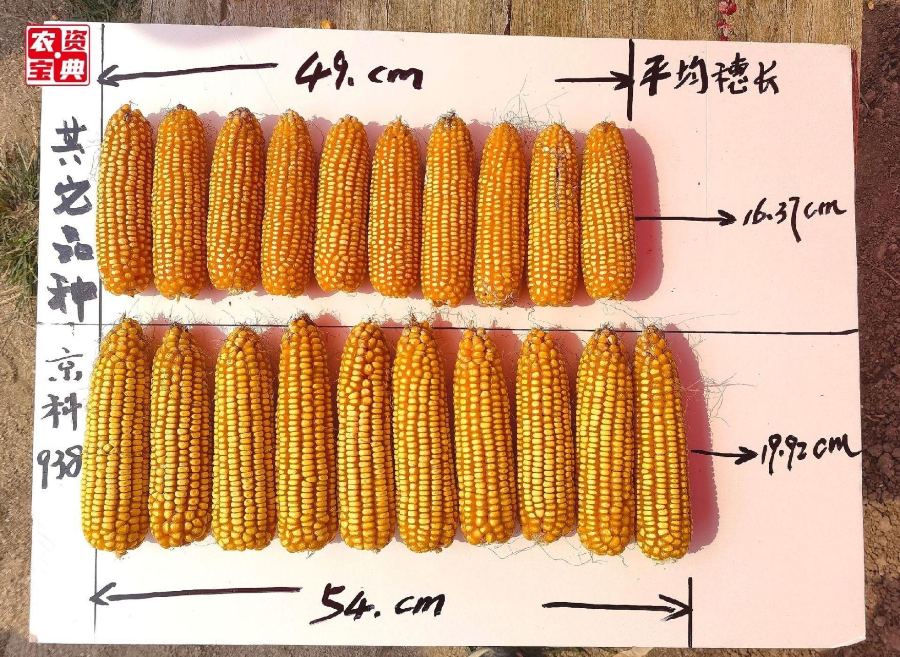 京科938玉米品种图片