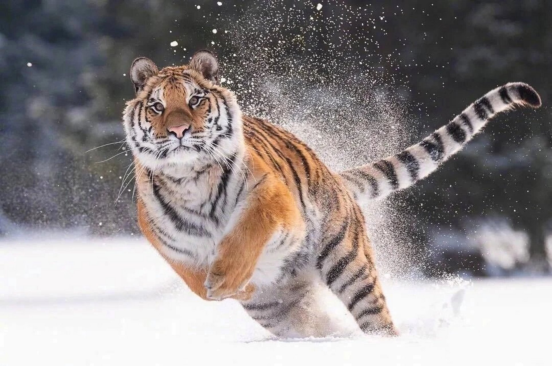 百兽之王–老虎91 雪地上奔跑的大猫咪90