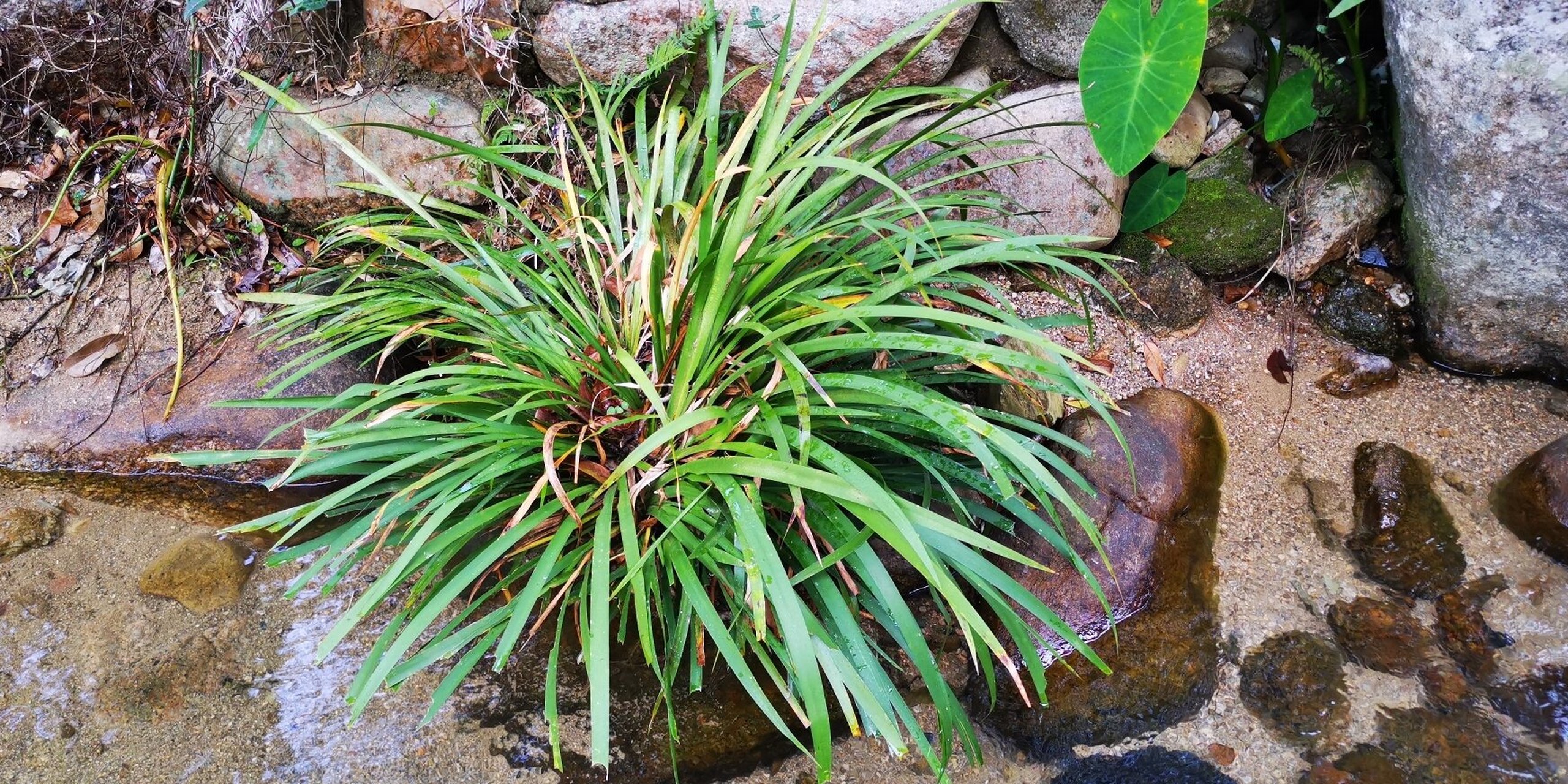 石菖蒲开花 石菖蒲多生长于山溪石头上,喜欢阴湿环境.
