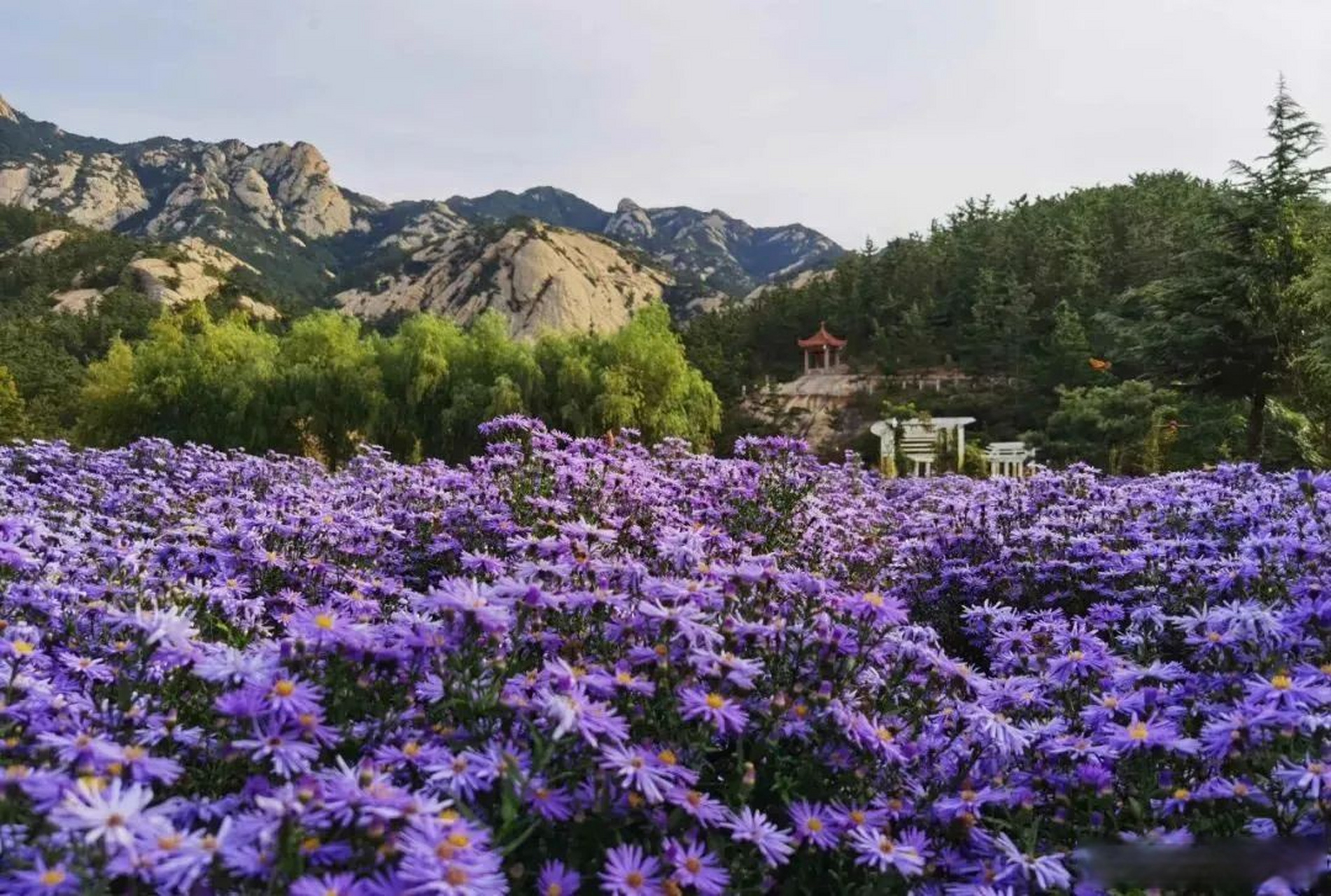 秋日昆嵛山,风光如画,步步皆景.(来源:昆嵛山国家森林公园)