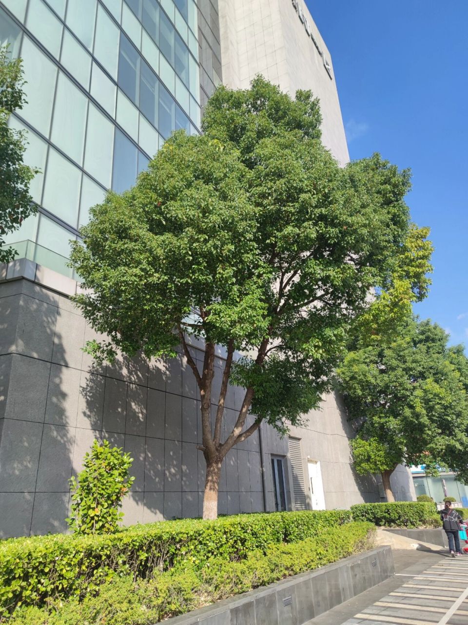 香樟 香樟常绿大乔木,枝,叶及木材均有樟脑气味 树皮黄褐色,有不规则