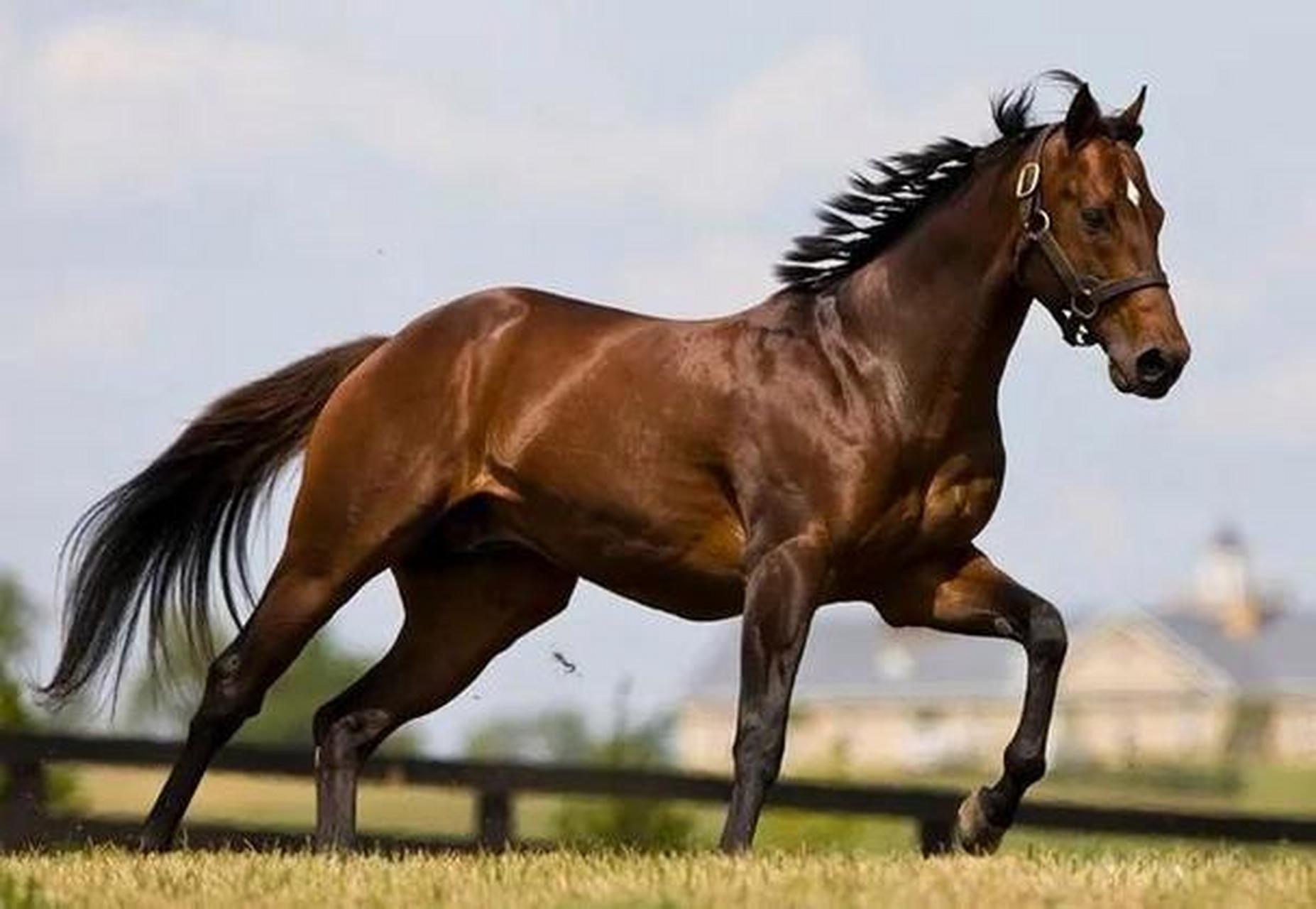 出产于土库曼斯坦的阿哈尔捷金马,俗称汗血宝马,价值八千万一匹,据