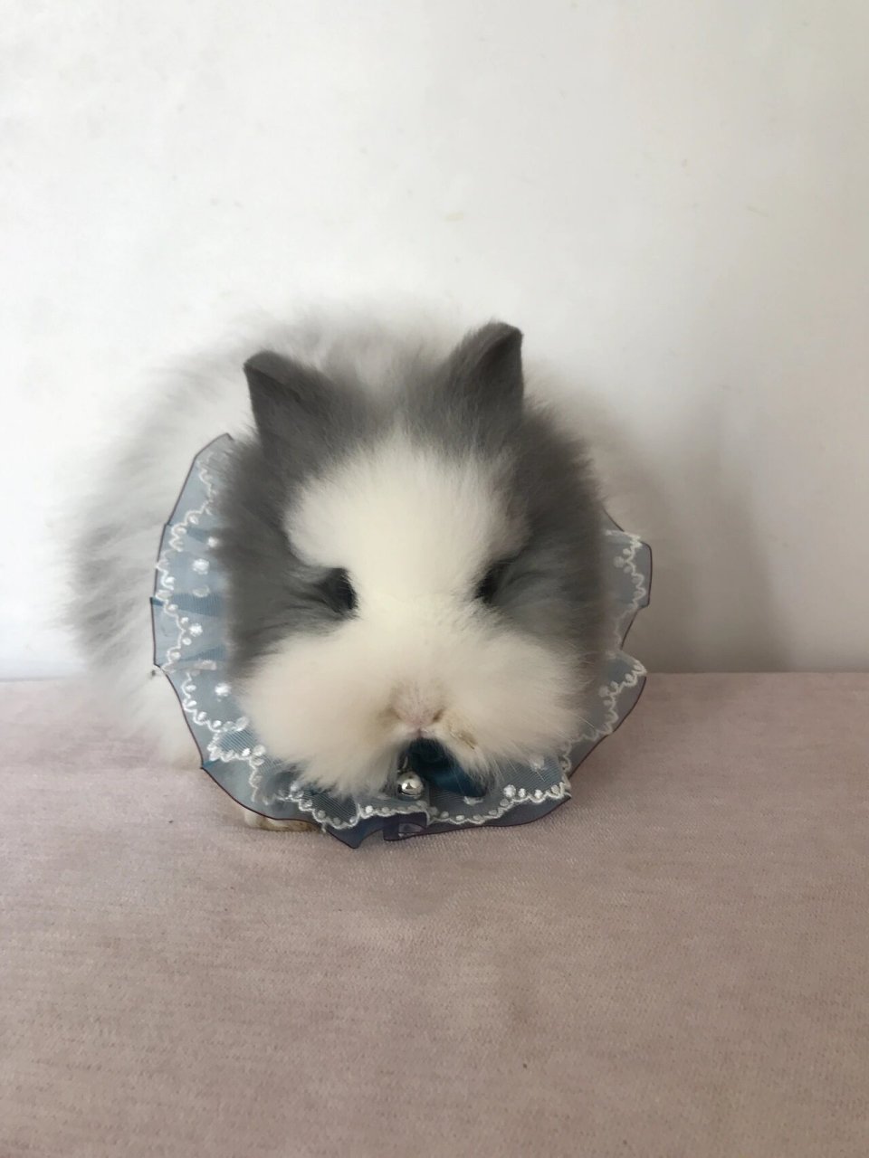 大爆毛灰白道奇猫猫兔,超级大开脸,小猫的样子,特别适合造型卡通苹果