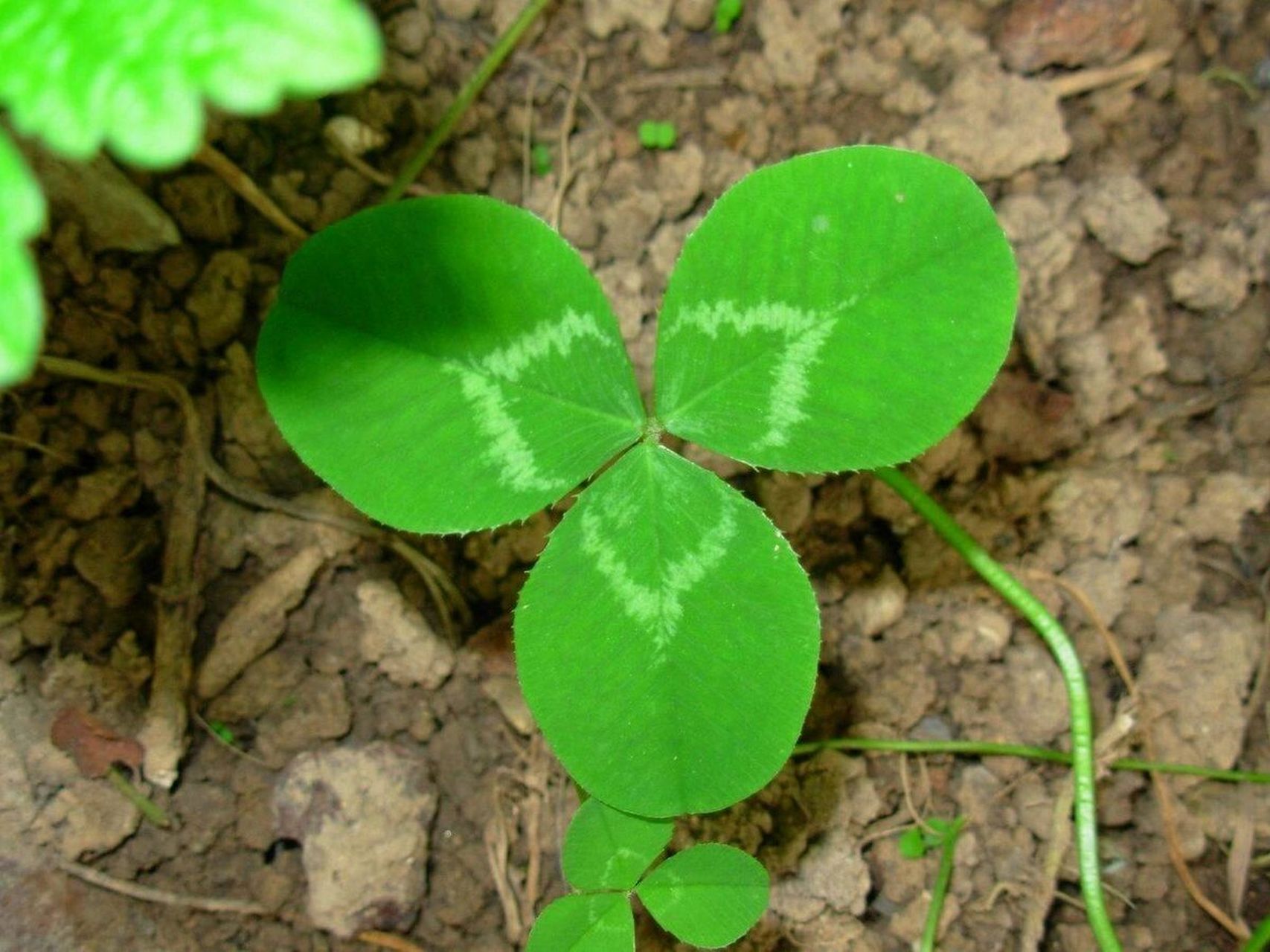 60156015问题来了 三叶草就是酢浆草?