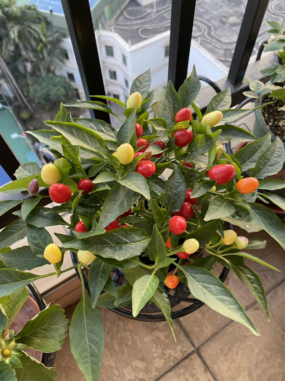 小彩椒盆栽,能吃吗?