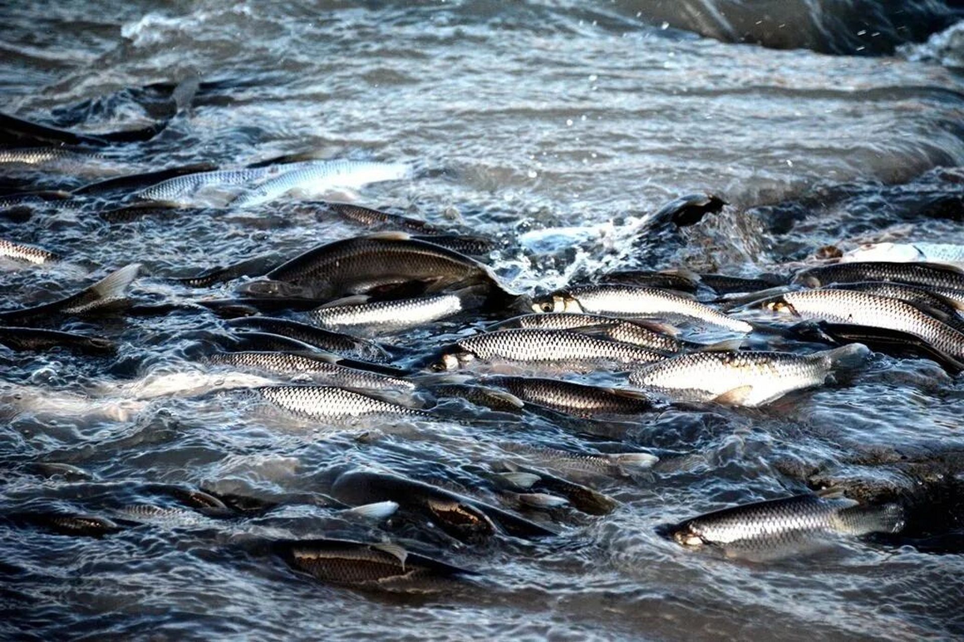 赤峰达里湖华子鱼洄游|感受生命的奇迹 hi~我是十八,带你逛吃逛吃游
