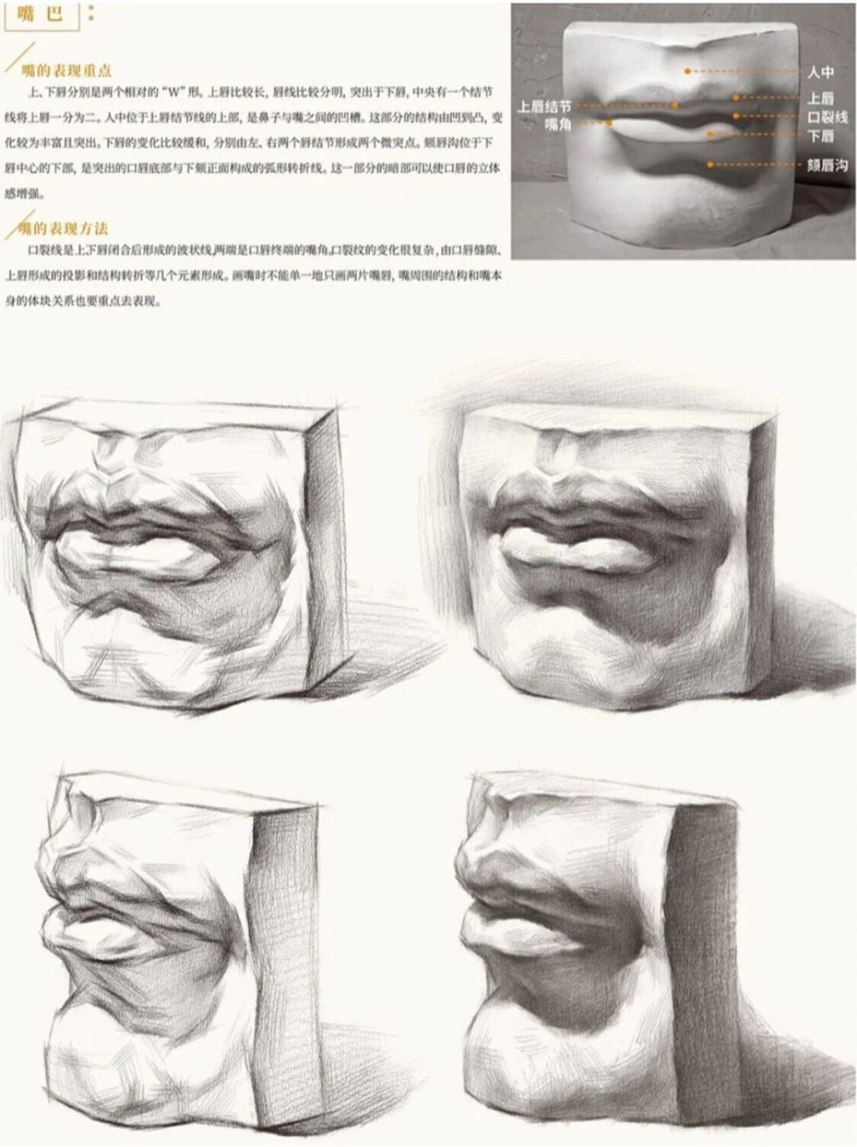 石膏嘴侧面图片