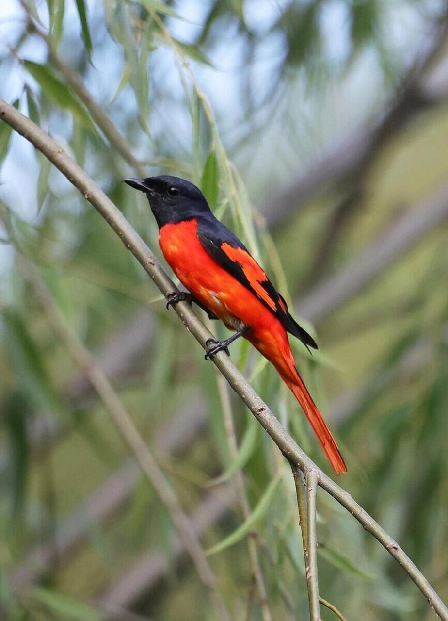 雄鸟红色,雌鸟黄色.