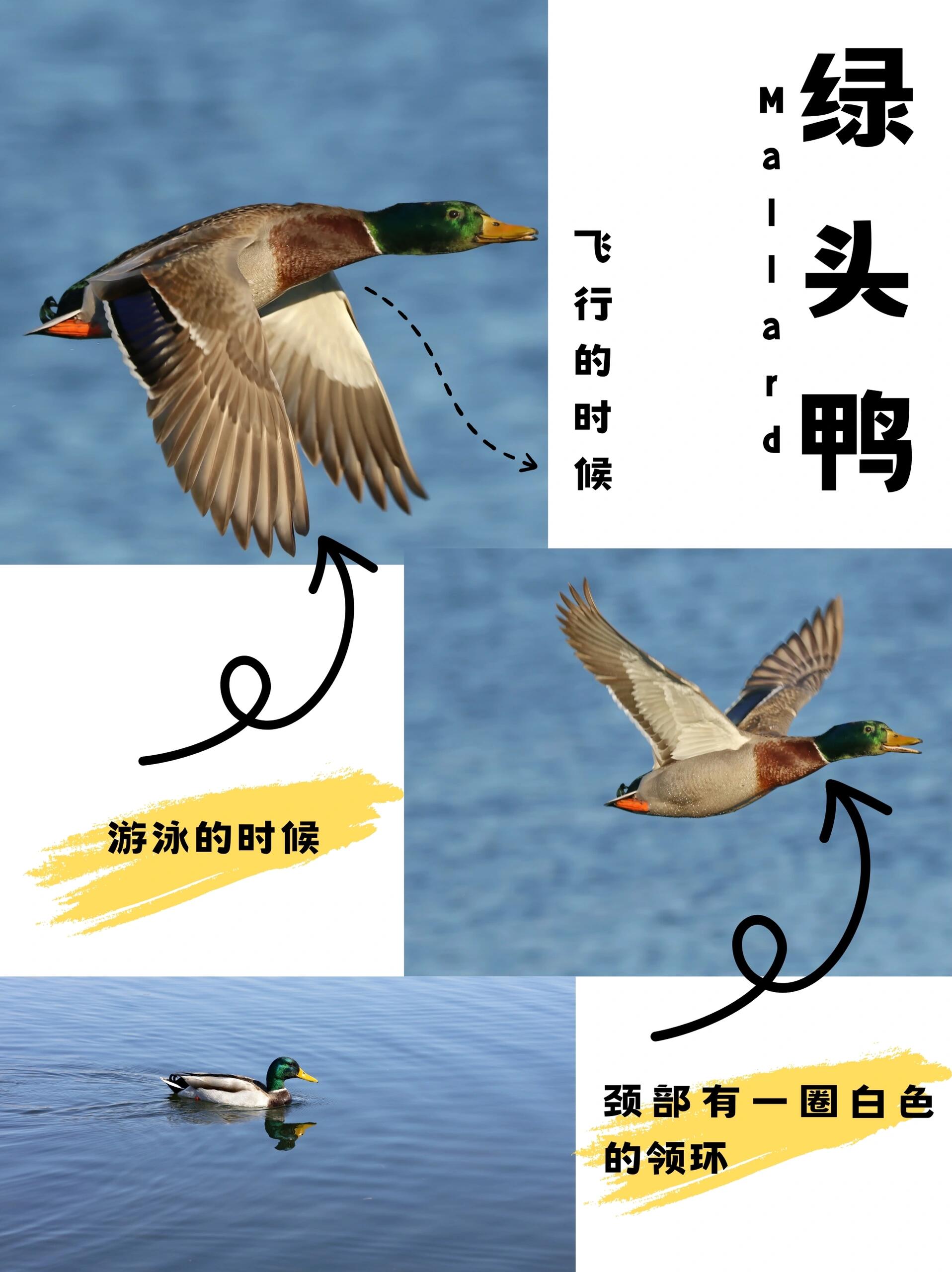 绿头鸭家鸭的祖先 绿头鸭又叫大绿头,是雁形目鸭科鸭属鸟类,又名野鸭