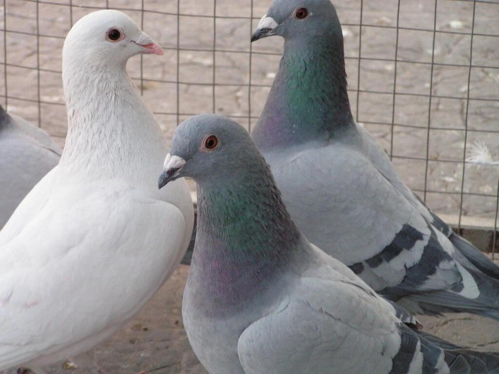 如何养鸽长得快,鸽子养殖技术 1.