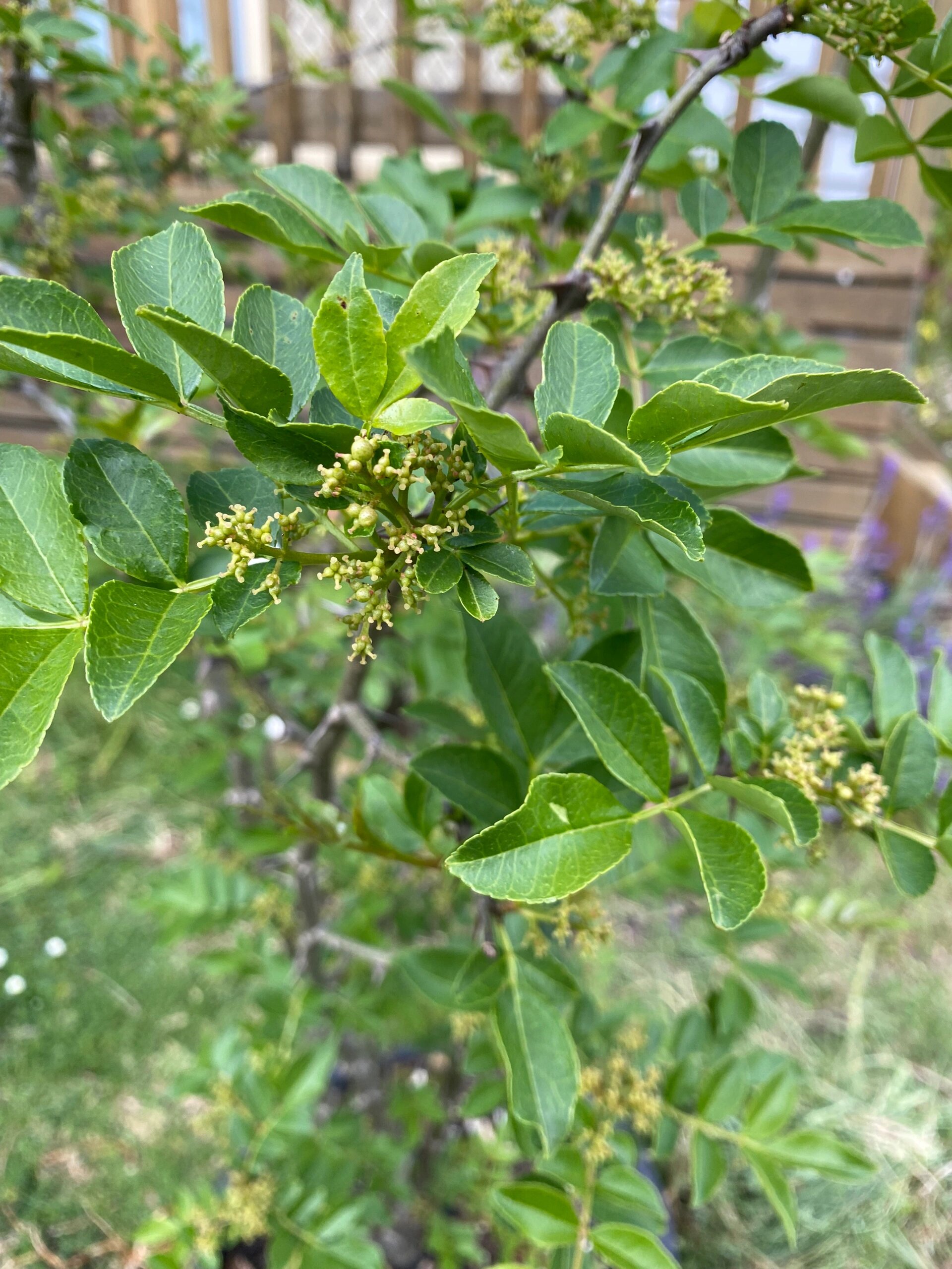 盆栽花椒图片