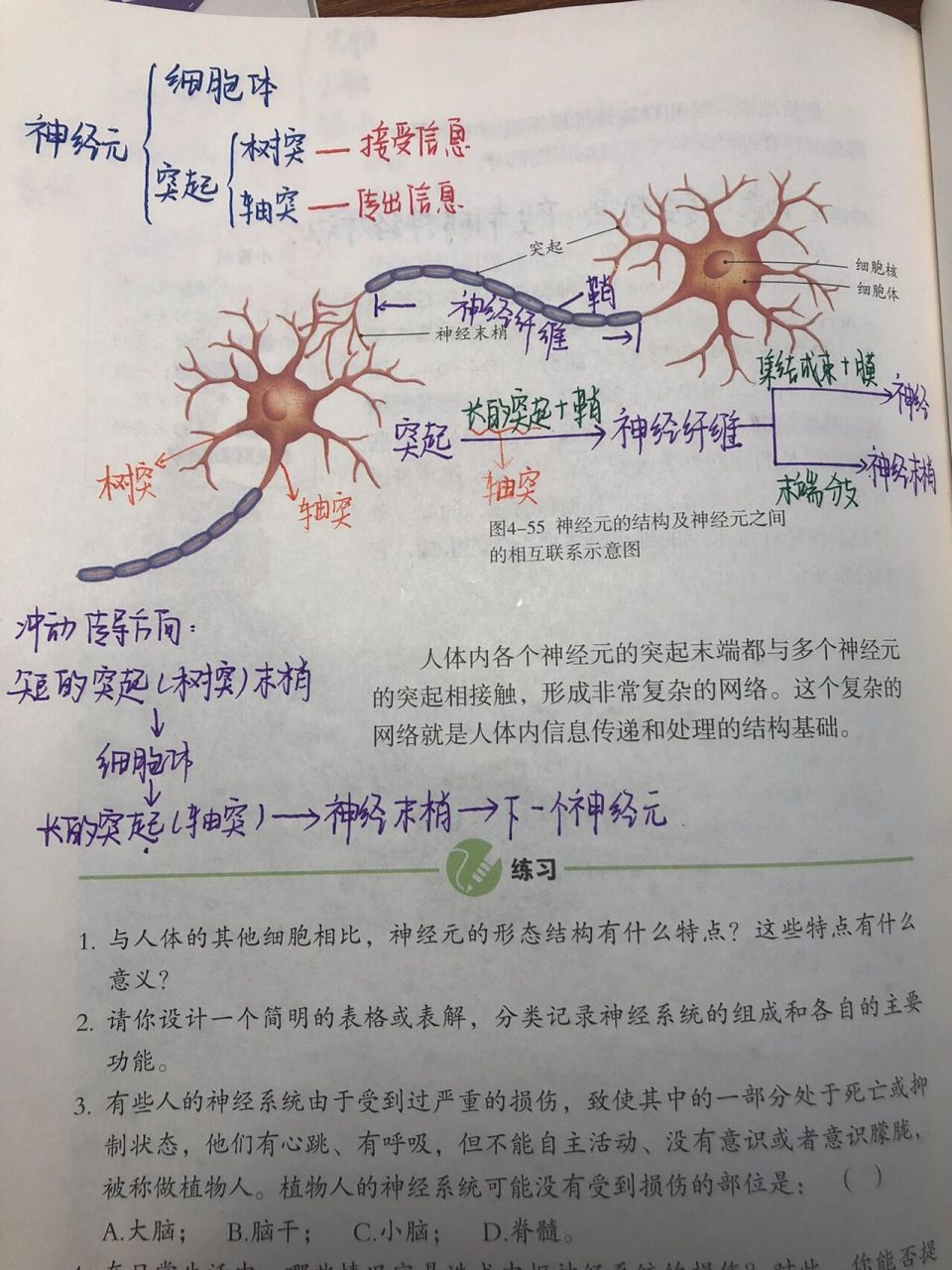 人教版初中生物 七下 神经系统的组成