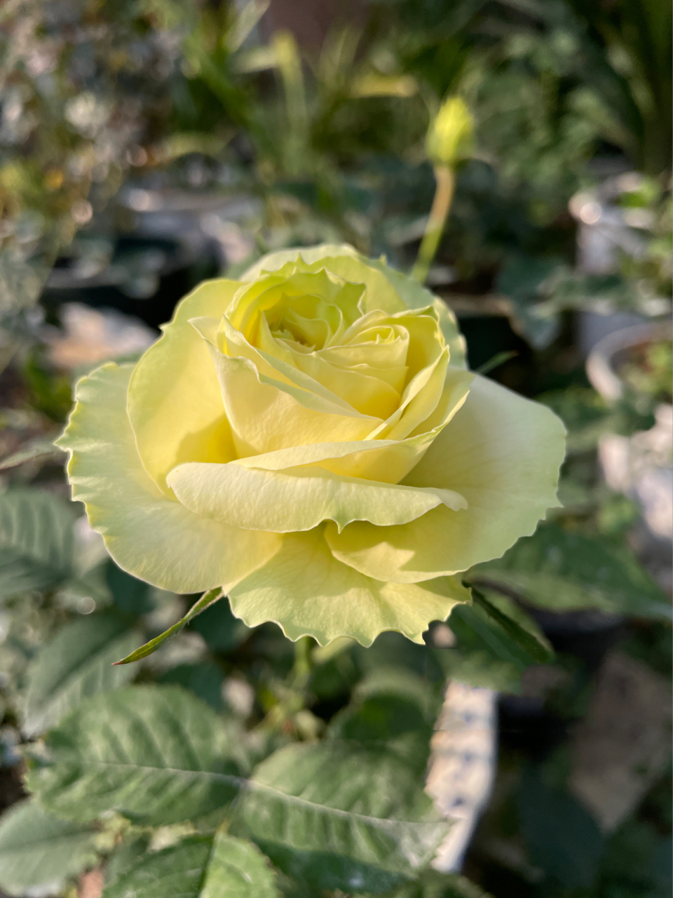 苹果绿月季 苹果绿月季,开花从青色到白色,颜色给人一种很舒服的感觉