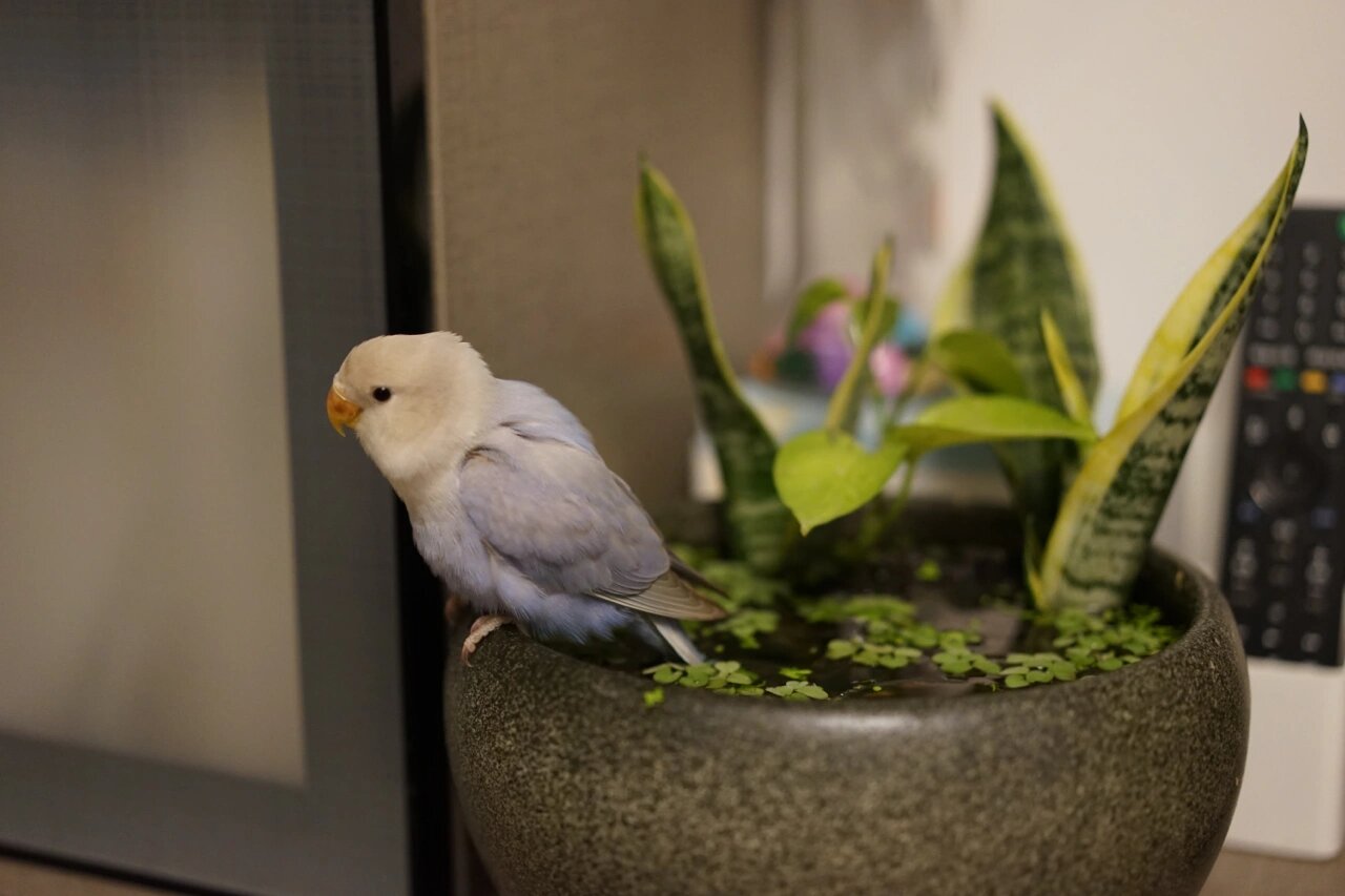 牡丹鹦鹉-紫熏 2个月小宝宝,从出生到现在一直手养 有点奶凶奶凶