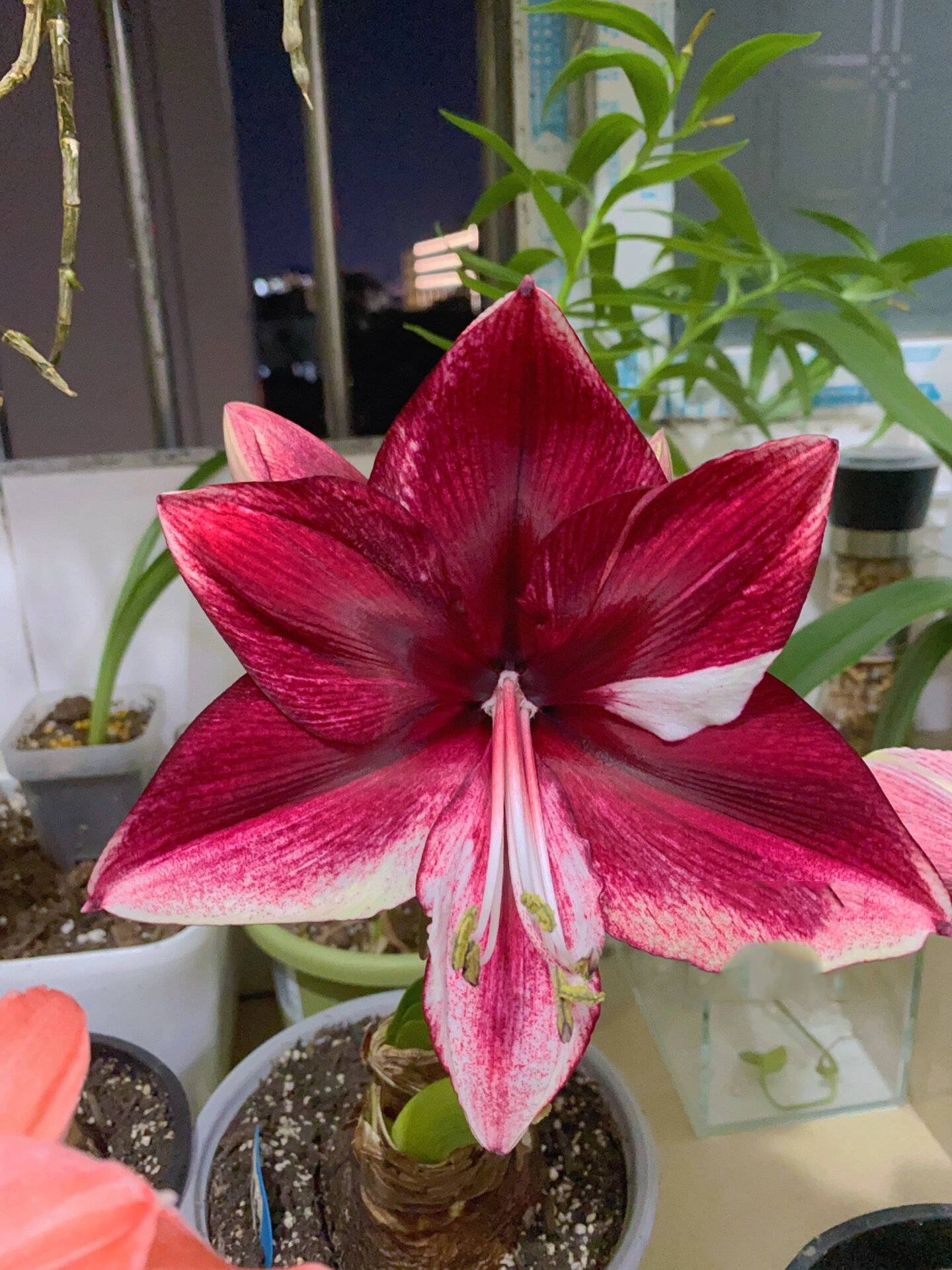 滑色的朱顶红-达芙妮