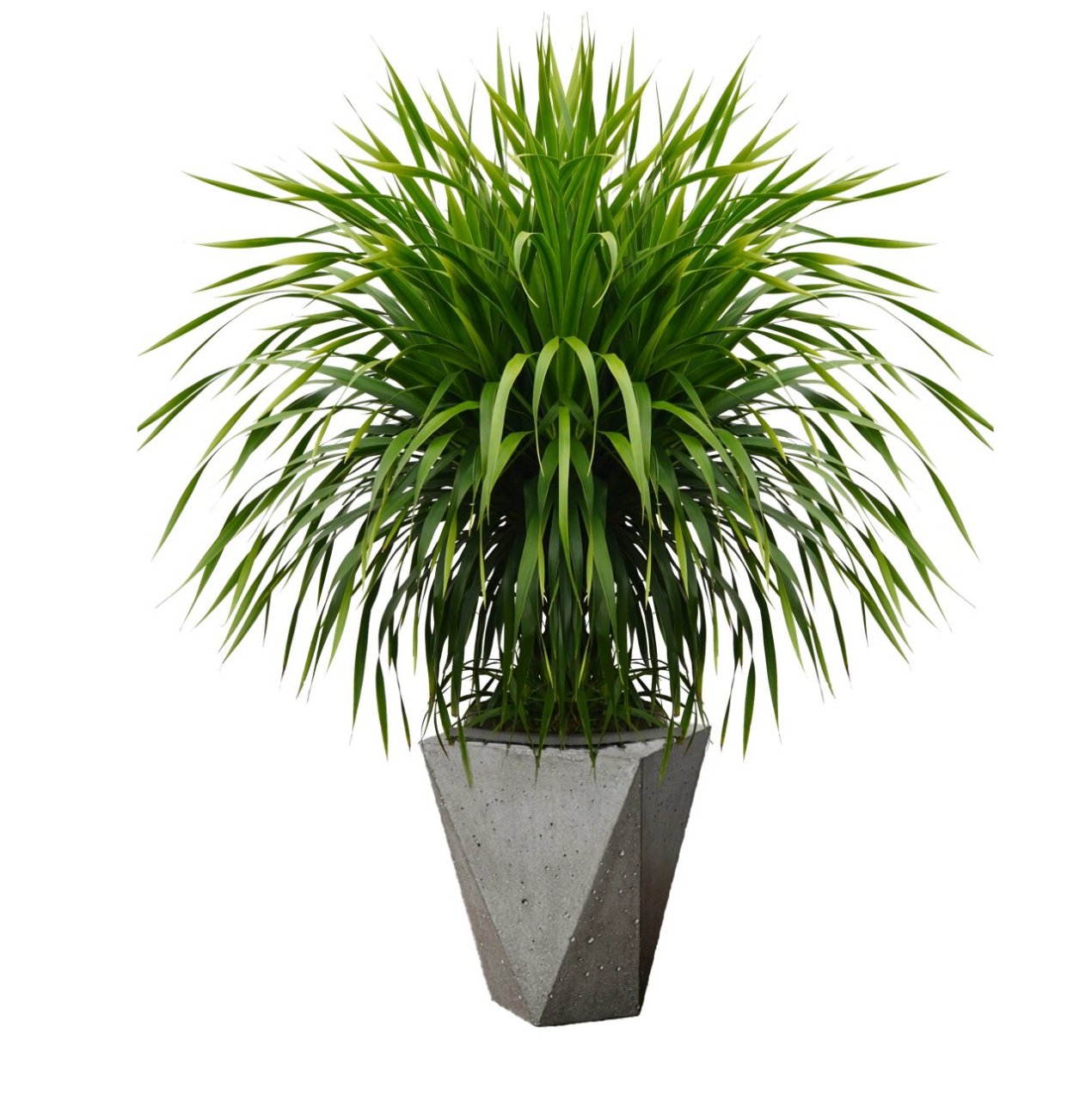 老桩多头龙血树 龙血树也叫龙须树,树如其名,叶子像龙须 植物界的不死