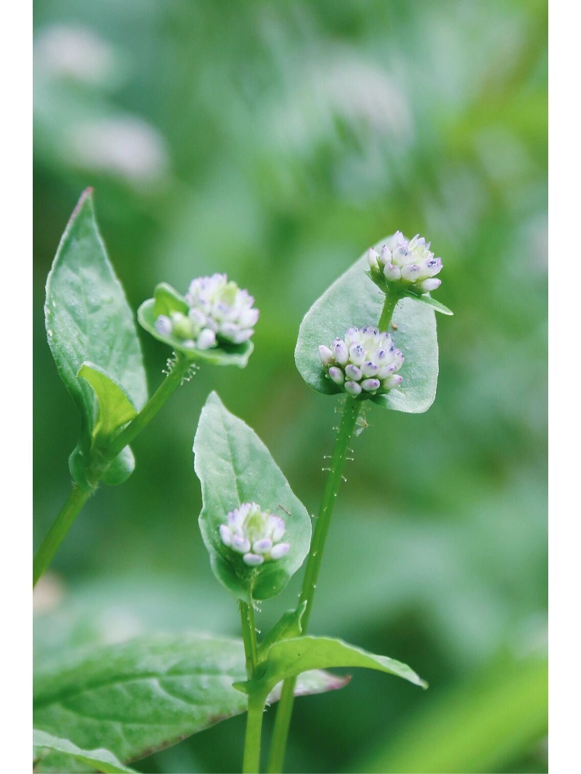 农村野生植物尼泊尔蓼 别名:野荞子,小猫眼,猫儿眼睛,头状蓼,花麦草