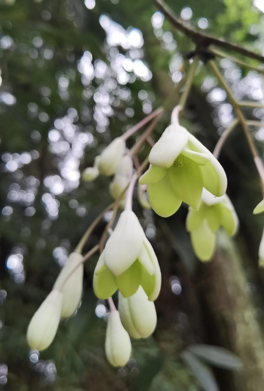 五月瓜藤开的花非常有特色,就像一个个洁白的小吊钟挂在树上,远远