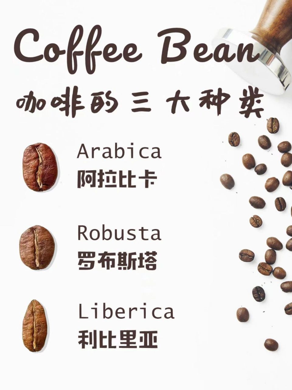 7515咖啡|1分钟了解世界三大咖啡豆品种78 现代的咖啡品种都