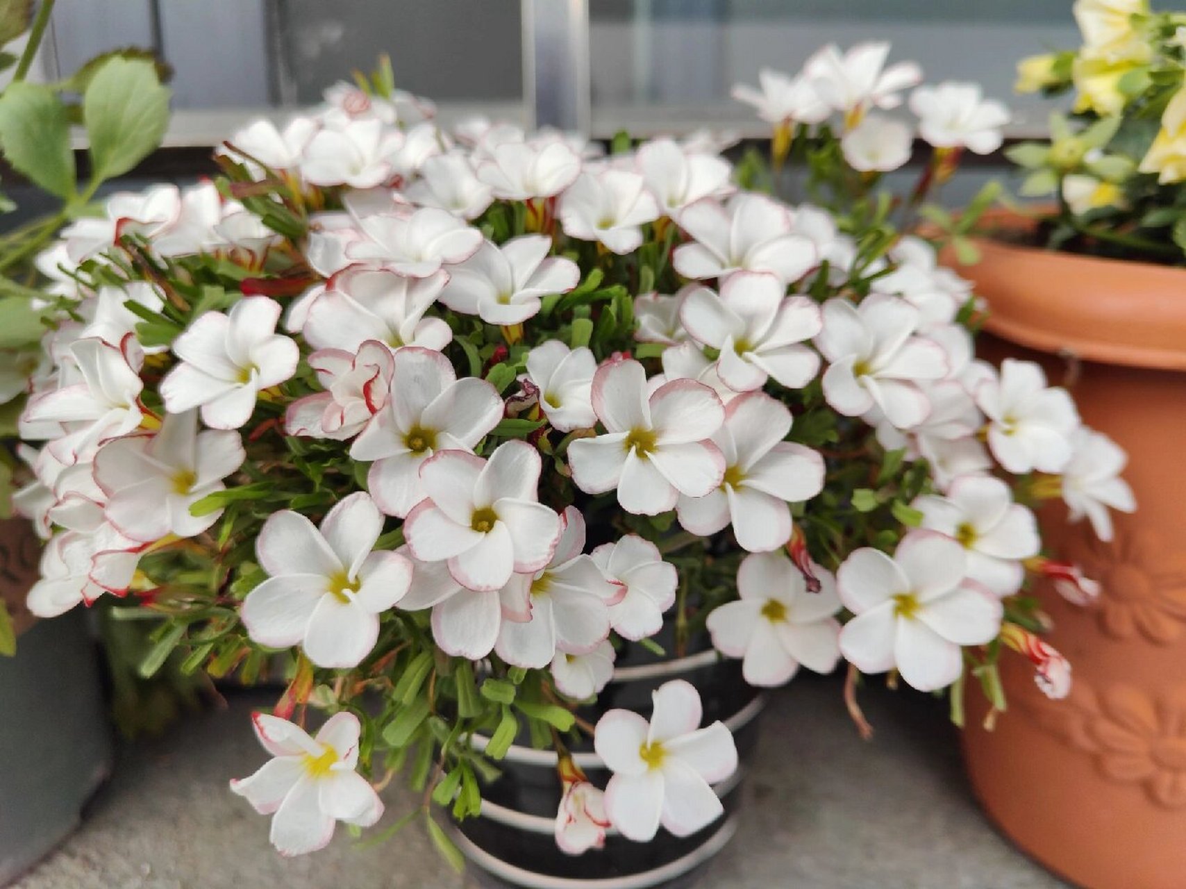 双色冰淇淋酢浆草 酢浆草群开效果好,晚上闭花,白天出太阳马上就能