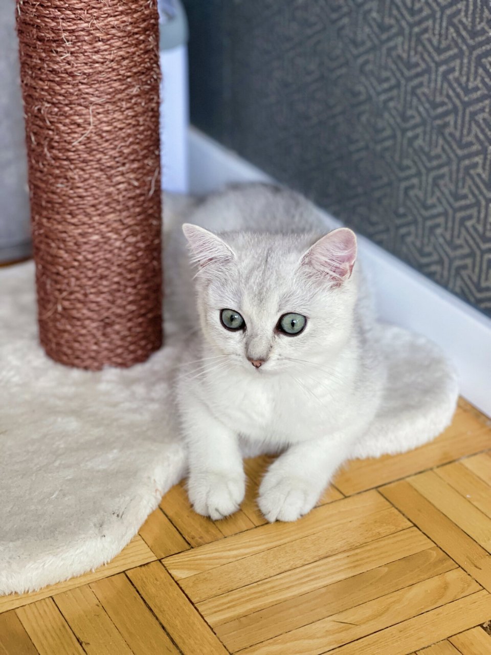 银渐层 什么时候眼睛会变绿色呢99 三个月大了,蓝膜早退了,一直在等