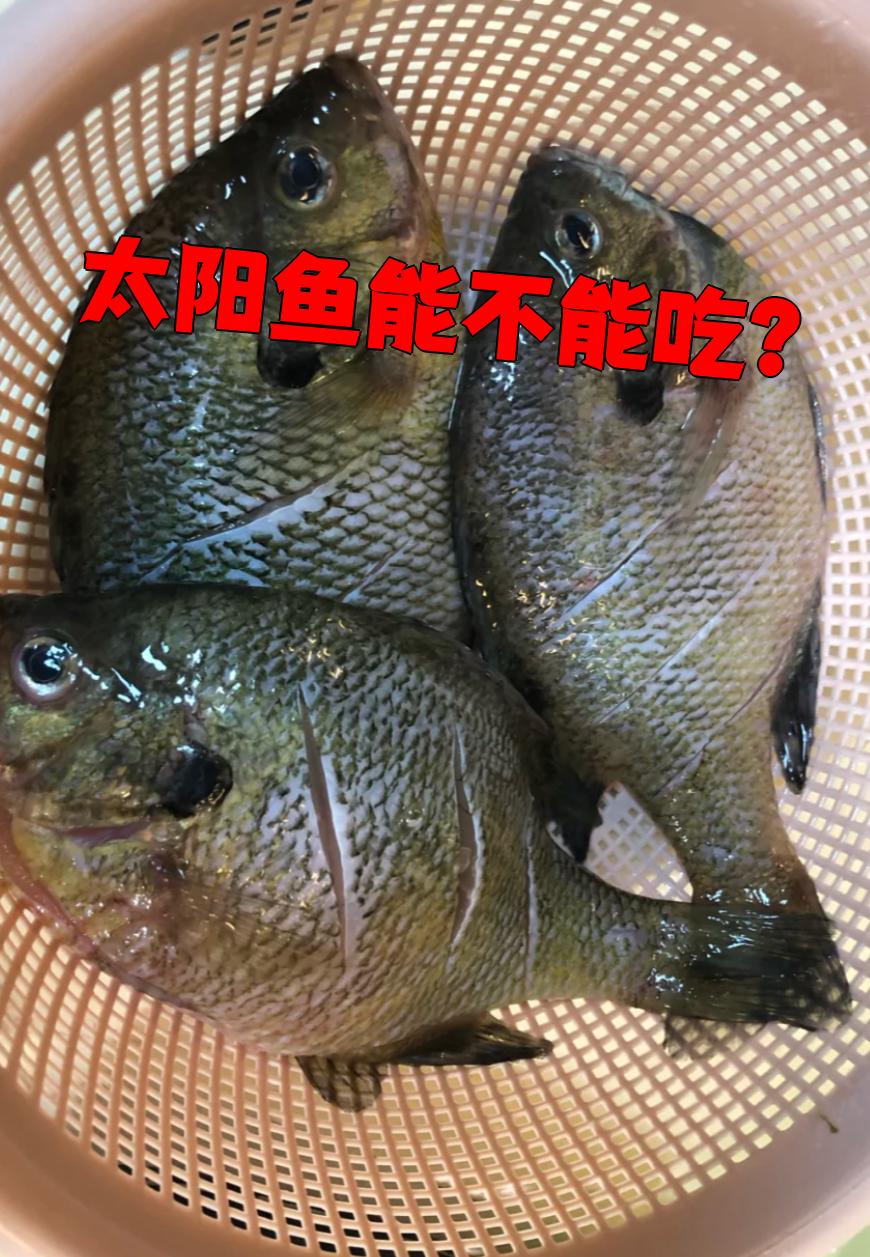 太阳鱼是可以吃的