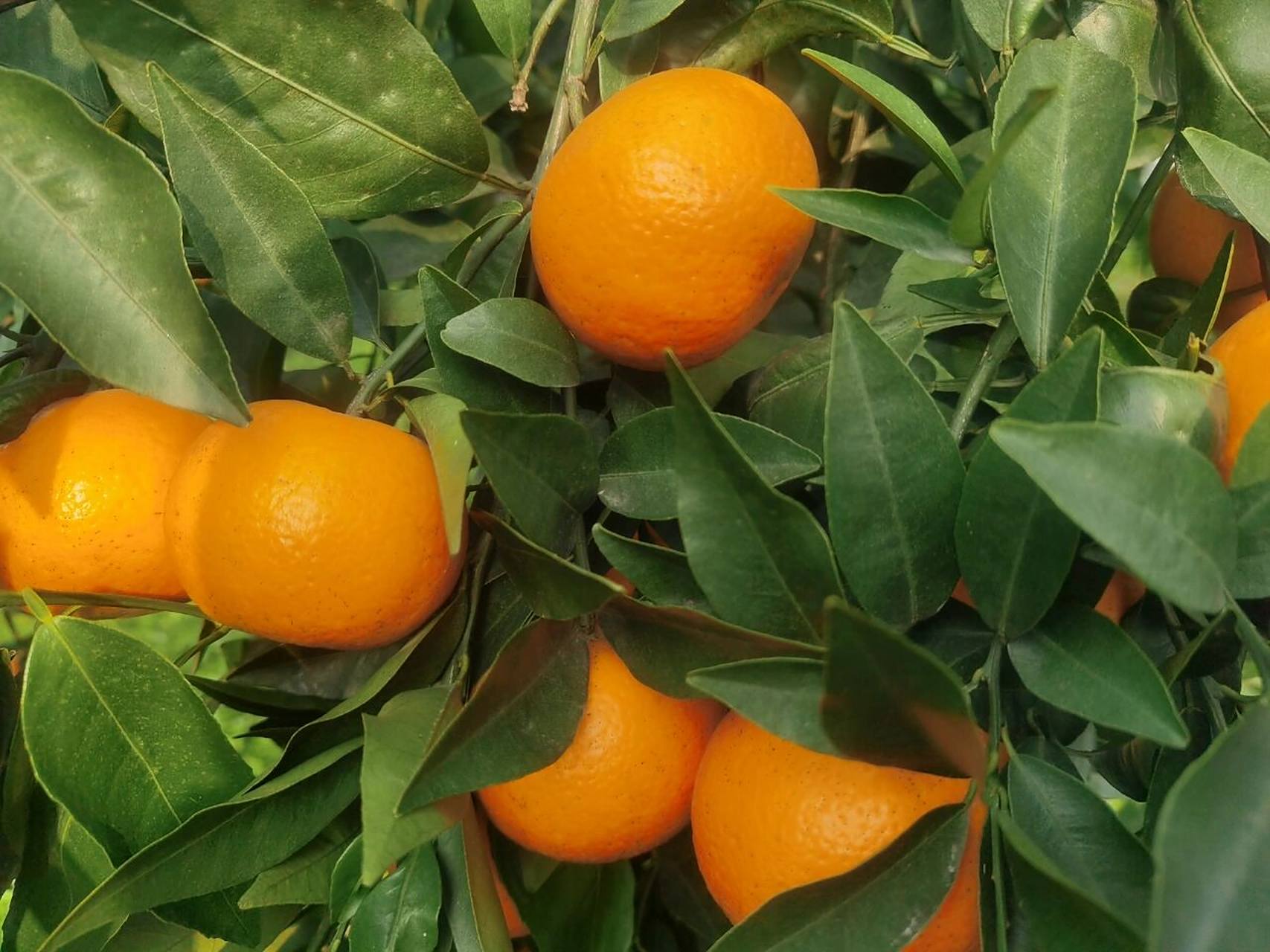 四川沃柑产地实拍 四川沃柑产地实拍赏析#沃柑# #橘子# #水果沃柑